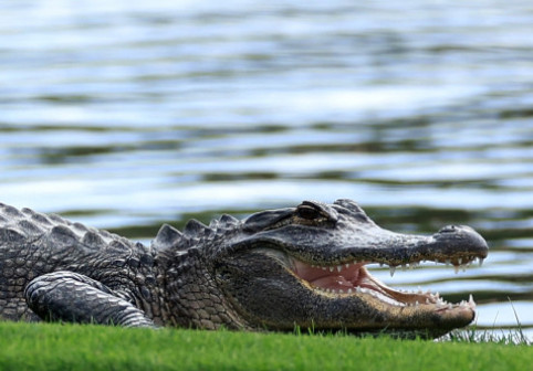„Sunt crocodili absolut peste tot”. Avertismentul autorităților după inundațiile din Australia