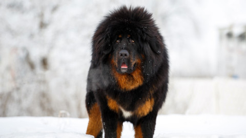 Au crezut că au crescut un câine, dar au avut un șoc când a început să meargă în două picioare. Ce animal se afla în curtea lor