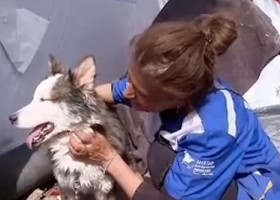 Un câine a supraviețuit timp de 22 de zile sub dărâmăturile produse de cutremurul din Turcia: „Este un miracol”