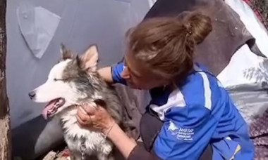 Un câine a supraviețuit timp de 22 de zile sub dărâmăturile produse de cutremurul din Turcia: „Este un miracol”