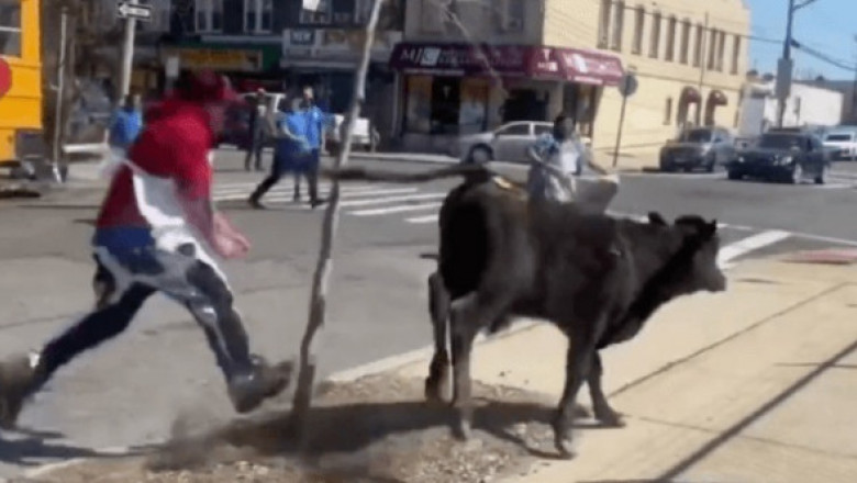 Momentul când o vacă evadează dintr-un abator și aleargă pe străzile din Brooklyn: „Și-a câștigat a doua șansă la viață”