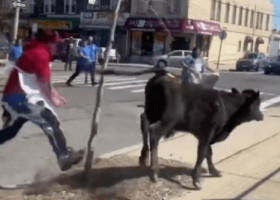 Momentul când o vacă evadează dintr-un abator și aleargă pe străzile din Brooklyn: „Și-a câștigat a doua șansă la viață”