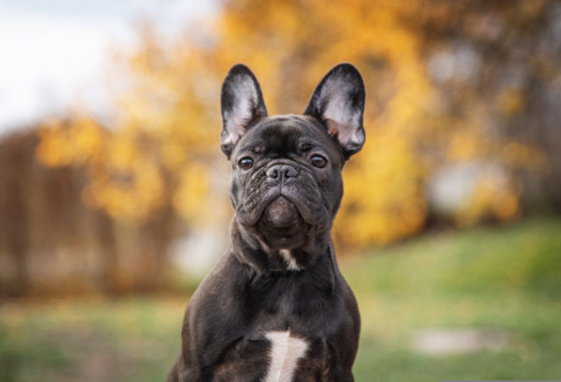 Portrait,Of,A,French,Bulldog,Puppy,Of,Tiger,Color,In