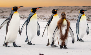 Cum arată pinguinii atunci când năpârlesc. Imaginile cu păsările au devenit virale