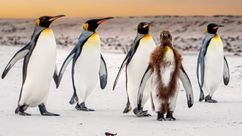 Cum arată pinguinii atunci când năpârlesc. Imaginile cu păsările au devenit virale