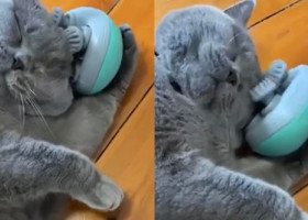 Imagini virale cu o pisică care descoperă un aparat de masaj. Cum reacționează felina la mișcările dispozitivului