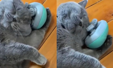 Imagini virale cu o pisică care descoperă un aparat de masaj. Cum reacționează felina la mișcările dispozitivului