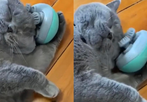 Imagini virale cu o pisică care descoperă un aparat de masaj. Cum reacționează felina la mișcările dispozitivului