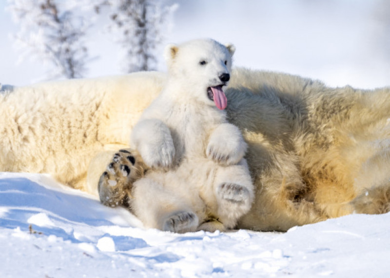 Reacția unui urs polar când vede un fotograf/ Profimedia