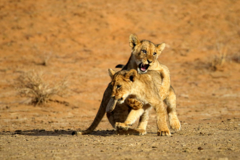 Imagini adorabile cu doi pui de lei care se joacă/ Profimedia