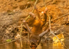 Modul uimitor în care o maimuță se apleacă să bea apă dintr-un iaz. Imaginile au făcut înconjurul lumii