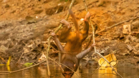 Modul uimitor în care o maimuță se apleacă să bea apă dintr-un iaz. Imaginile au făcut înconjurul lumii