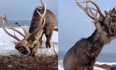 Capul unui cerb a rămas blocat între coarnele rivalului său. Imaginile virale i-au oripilat pe internauți