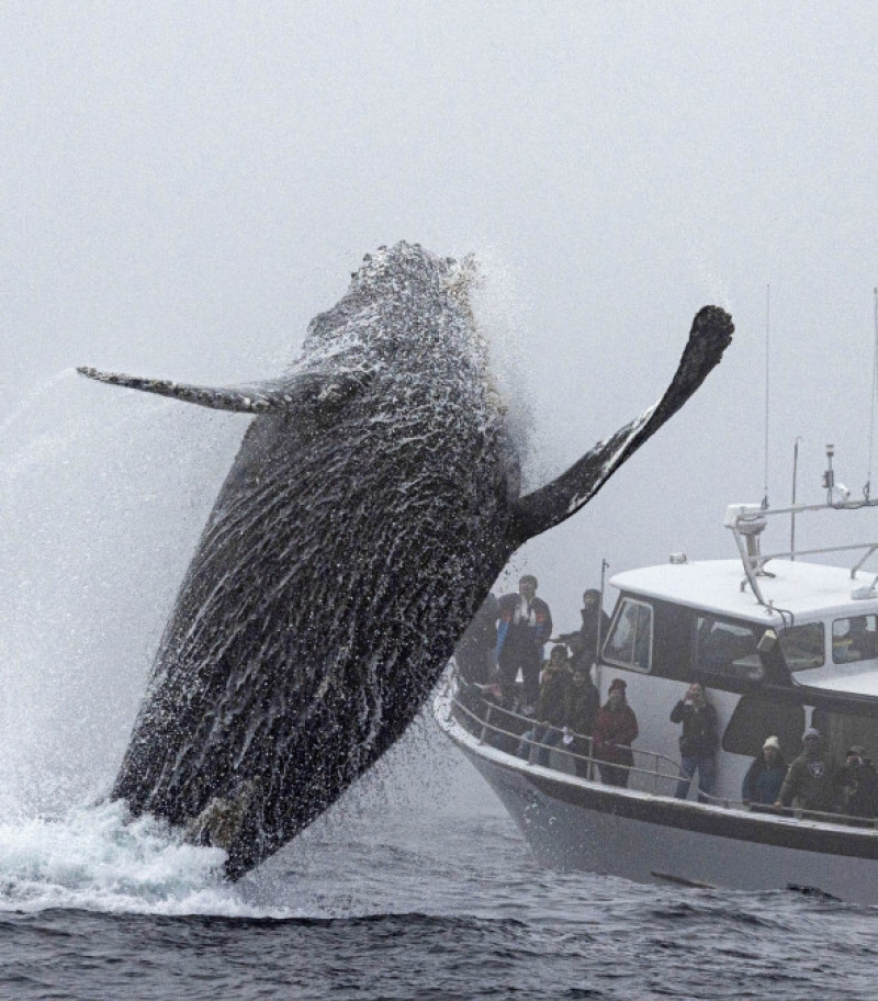 O balenă i-a întâmpinat entuziasmată pe pasagerii unei nave/ Profimedia
