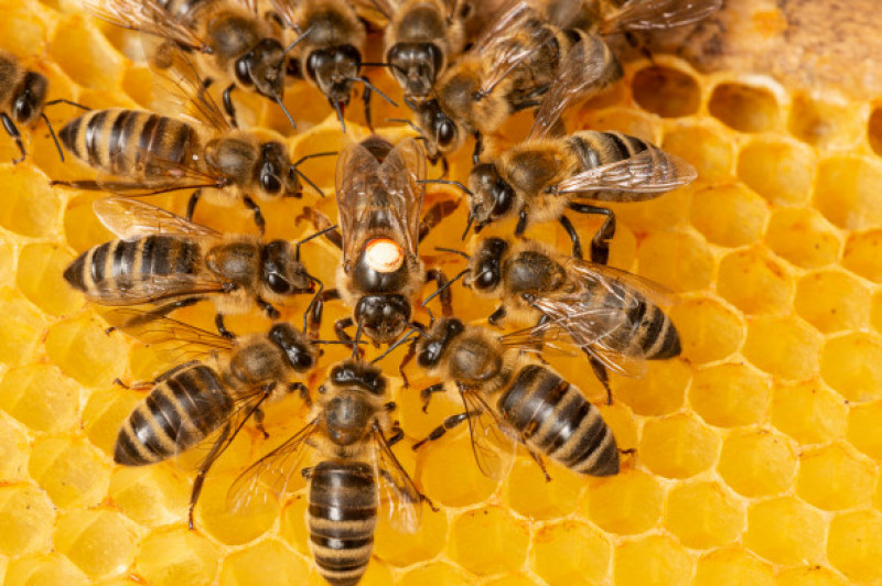 The,Queen,(apis,Mellifera),Marked,With,Dot,And,Bee,Workers