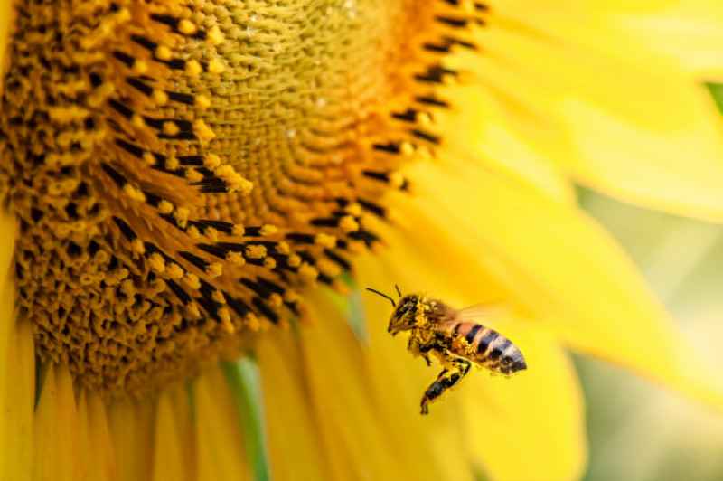 Honey,Bee,Pollinating,Sunflower,Plant
