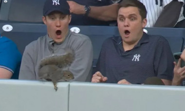 Momentul hilar când o veveriță se furișează la un meci de baseball. Imaginile cu rozătoarea au ajuns virale