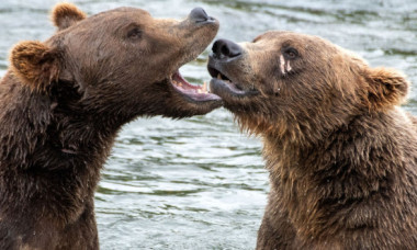 Imagini incredibile cu doi urși care se joacă într-un râu. Momentul a fost surprins de un fotograf în Alaska