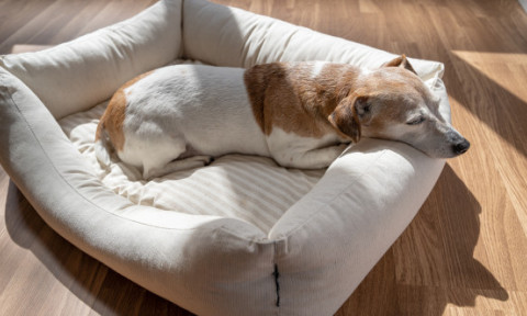 Ce rase de câini nu ar trebui lăsate singure acasă. Acestea suferă cel mai mult de anxietate de separare