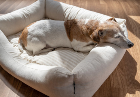 Ce rase de câini nu ar trebui lăsate singure acasă. Acestea suferă cel mai mult de anxietate de separare