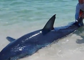 Mai mulți turiști au salvat un rechin blocat pe o plajă din Florida. Imaginile au devenit virale
