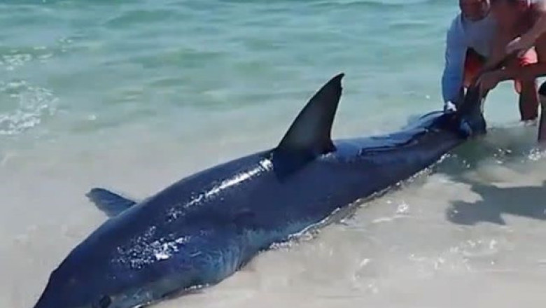 Mai mulți turiști au salvat un rechin blocat pe o plajă din Florida. Imaginile au devenit virale