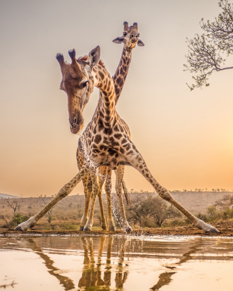 Girafă/ Profimedia