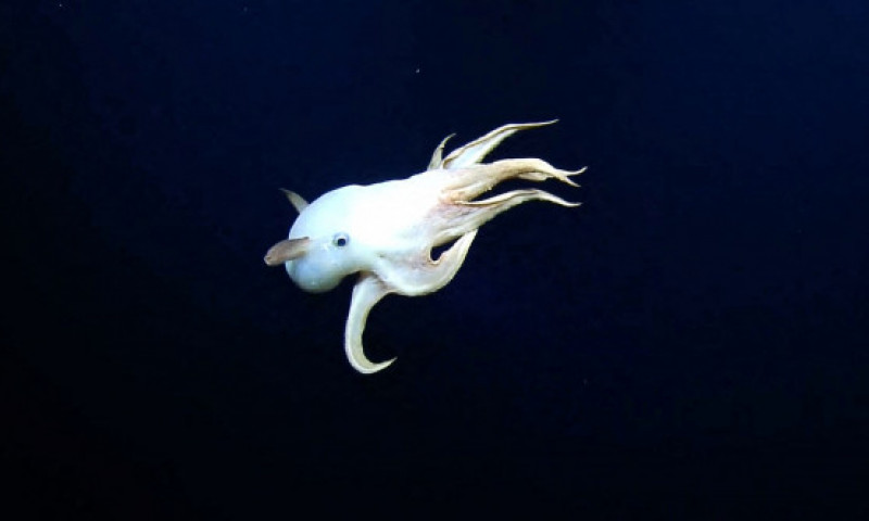 Caracatița Dumbo, cea mai simpatică creatură din ocean, surprinsă de scafandri în Pacificul de Nord. La ce adâncime trăiește