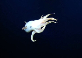 Caracatița Dumbo, cea mai simpatică creatură din ocean, surprinsă de scafandri în Pacificul de Nord. La ce adâncime trăiește
