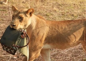 O femeie a fost „jefuită” de un leu! Animalul i-a furat geanta de 1.800 de dolari în timp ce aceasta era în Safari