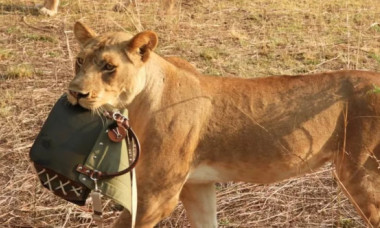 O femeie a fost „jefuită” de un leu! Animalul i-a furat geanta de 1.800 de dolari în timp ce aceasta era în Safari