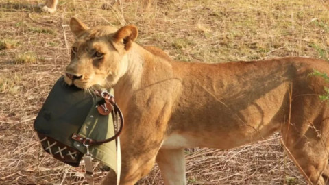 O femeie a fost „jefuită” de un leu! Animalul i-a furat geanta de 1.800 de dolari în timp ce aceasta era în Safari