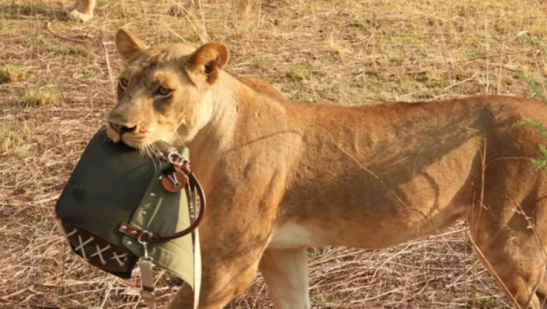 O femeie a fost „jefuită” de un leu! Animalul i-a furat geanta de 1.800 de dolari în timp ce aceasta era în Safari