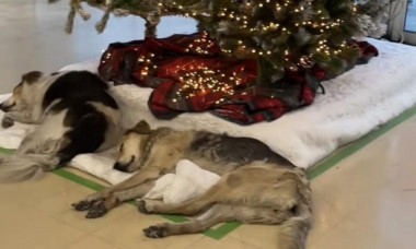 Doi câini fără adăpost, surprinși dormind sub bradul de Crăciun al unui magazin de bricolaj. Imaginile sunt virale