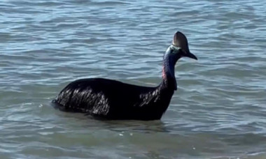Turiștii de pe o plajă din Australia, șocați de o creatură ieșită din ocean. Este considerată „cea mai periculoasă din lume”