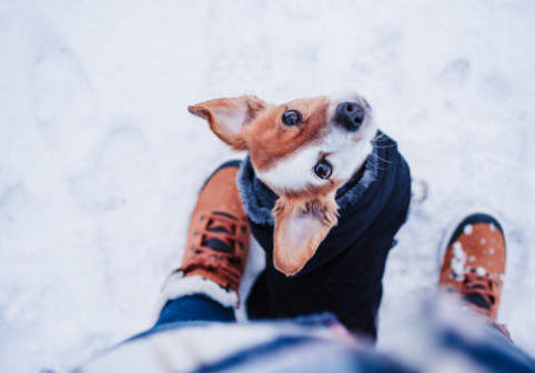 Cum să îți îngrijești animalele de companie pe timp de iarnă. Sfaturi pentru protecție și igienă