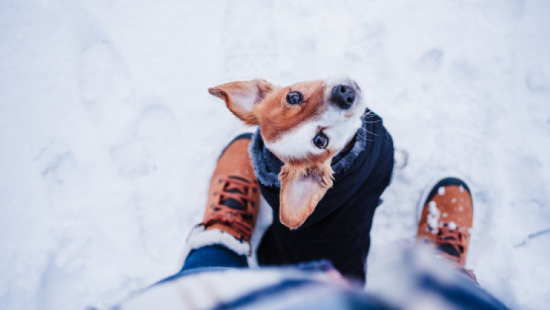 Cum să îți îngrijești animalele de companie pe timp de iarnă. Sfaturi pentru protecție și igienă