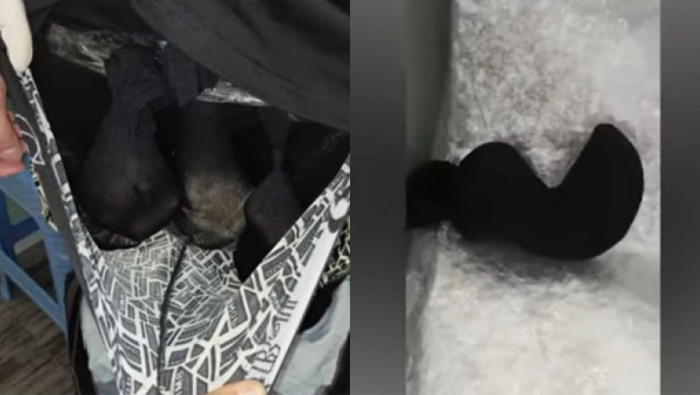 Un bărbat a ascuns două vidre și un câine de prerie în lenjeria intimă și a încercat să le scoată din țară. A fost prins la aeroport