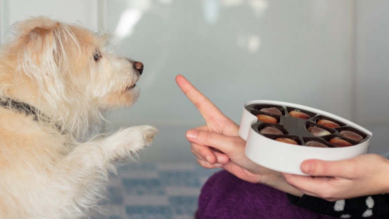 Pericolul ciocolatei pentru câini. De ce nu ar trebui să-i oferi nici măcar „un pic” în timpul sărbătorilor
