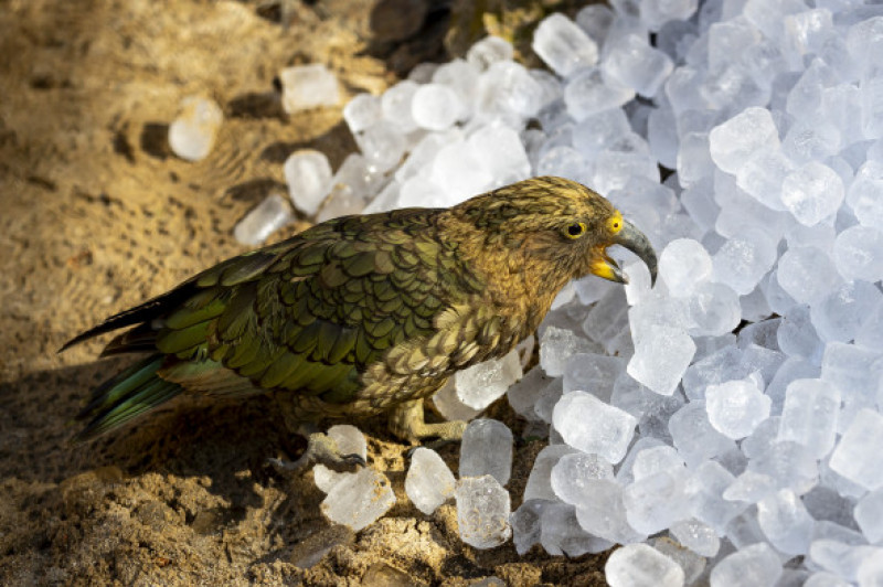 Gestul impresionant făcut de Grădina Zoologică din Praga/ Profimedia