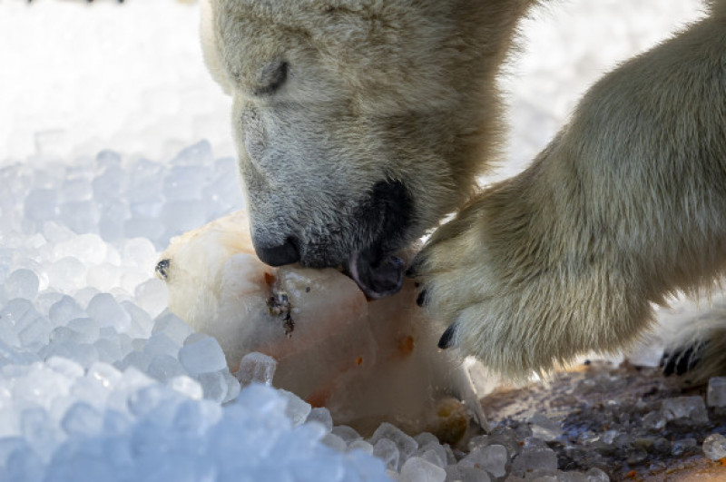 Gestul impresionant făcut de Grădina Zoologică din Praga/ Profimedia