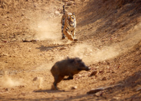 Momentul când un tigru atacă un porc mistreț în India, surprins de un fotograf. Imaginile sunt greu de urmărit