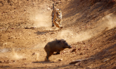 Momentul când un tigru atacă un porc mistreț în India, surprins de un fotograf. Imaginile sunt greu de urmărit