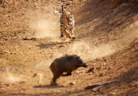 Momentul când un tigru atacă un porc mistreț în India, surprins de un fotograf. Imaginile sunt greu de urmărit