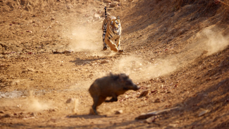 Momentul când un tigru atacă un porc mistreț în India, surprins de un fotograf. Imaginile sunt greu de urmărit