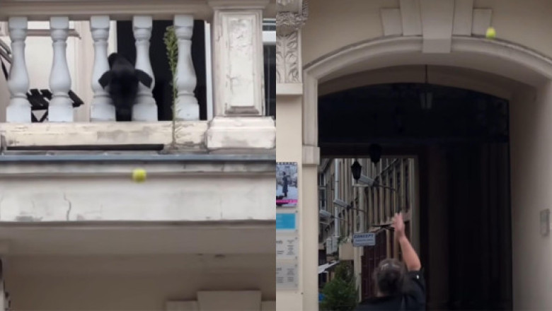 Gestul făcut de un câine după ce a fost lăsat singur acasă. A ieșit pe balcon și le-a făcut o surpriză trecătorilor