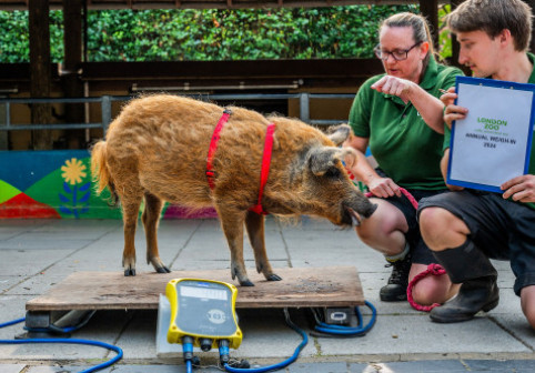 Tradiția adorabilă a Grădinii Zoologice din Londra. În fiecare an, peste 10.000 de animale sunt cântărite și măsurate