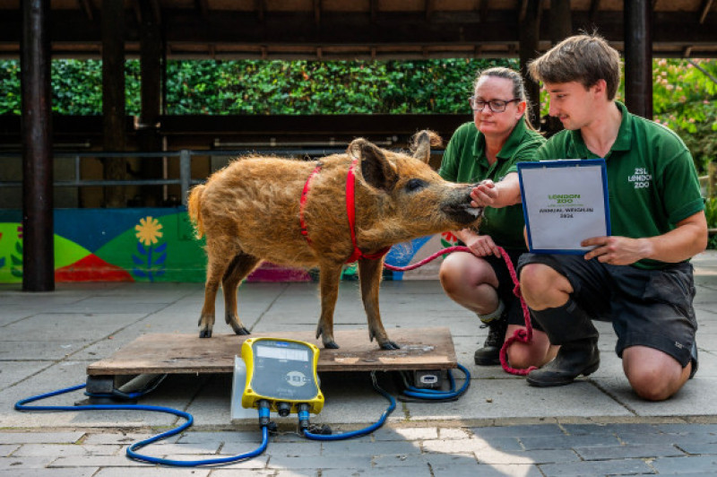 Animalele de la Gradina Zoologică din Londra sunt cântărite anual/ Profimedia