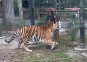 Momentul când o femeie încearcă să mângâie un tigru la Grădina Zoologică din Bridgeton. Aproape a fost sfâșiată de animal