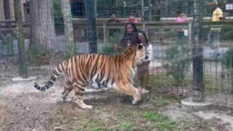 Momentul când o femeie încearcă să mângâie un tigru la Grădina Zoologică din Bridgeton. Aproape a fost sfâșiată de animal